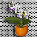 /fileuploads/Produtos/Plantas Naturais/thumb__Isisflor_Phalaenopsis_Little_Lady_02.png